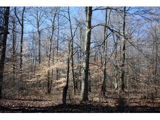 Property photo 15 - REAL ESTATE AUCTION - 366+/- ACRES OFFERED IN 5 TRACTS IN WESTERN JEFFERSON COUNTY, INDIANA